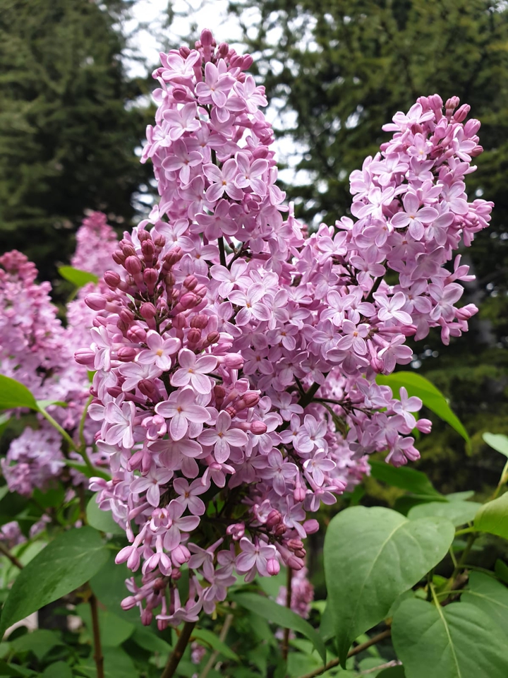 Lilac
