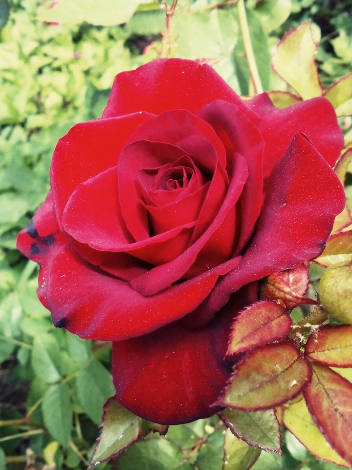 beauty