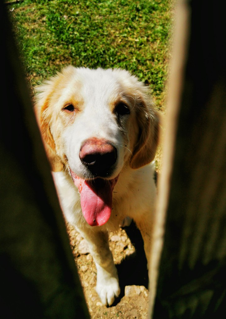 cute dog thought fence