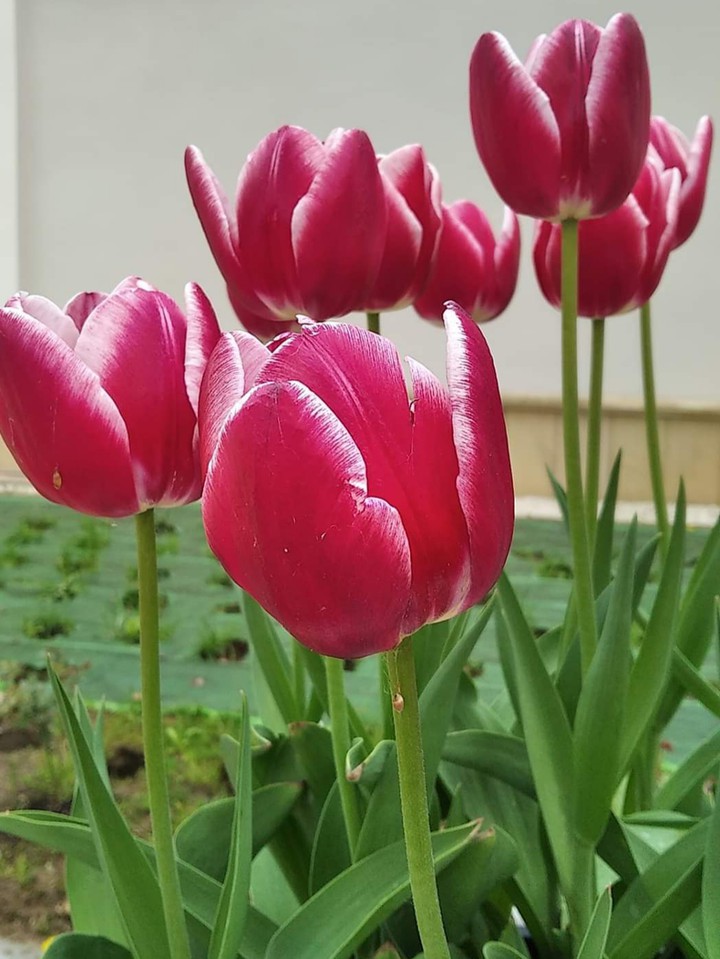 tulipan...