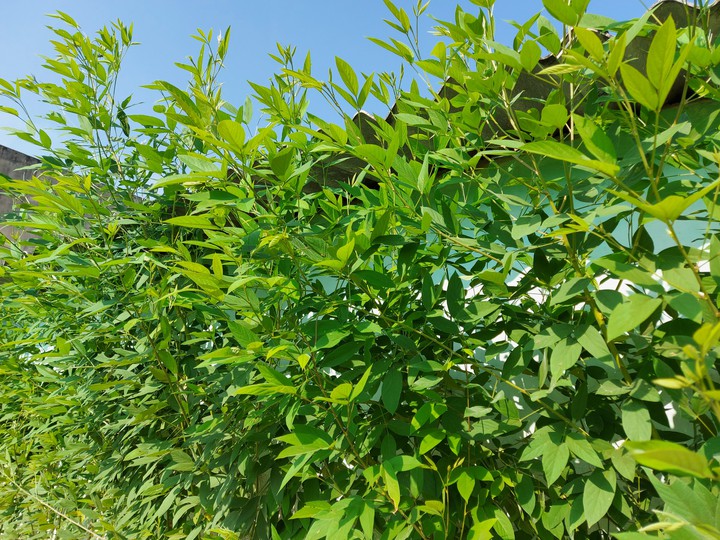 green