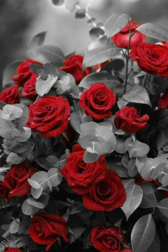 Graphics rose
