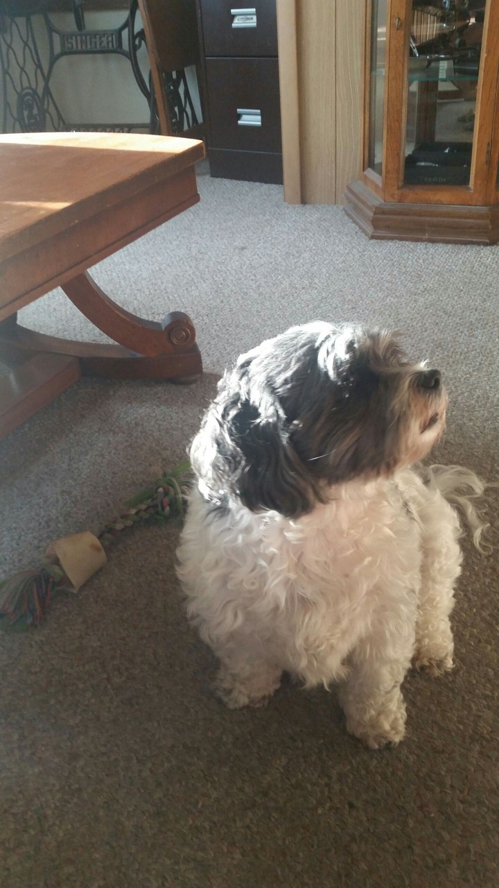 my dog
