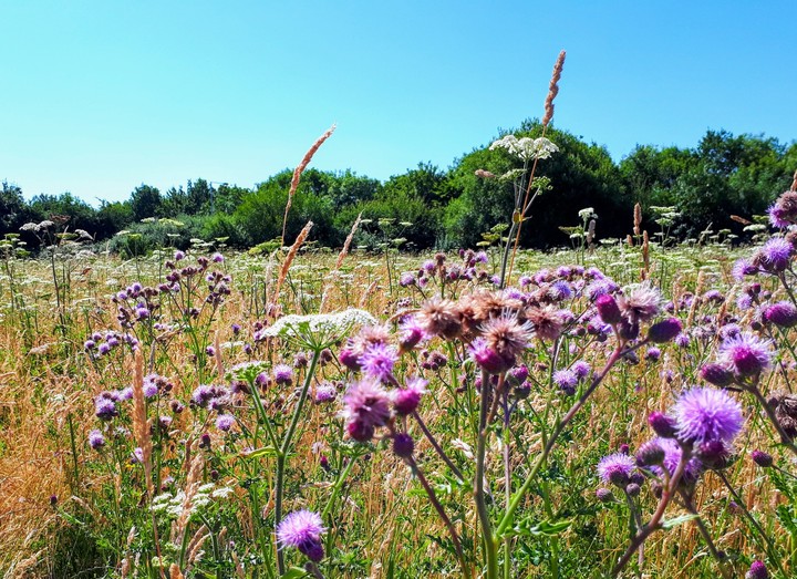 Field