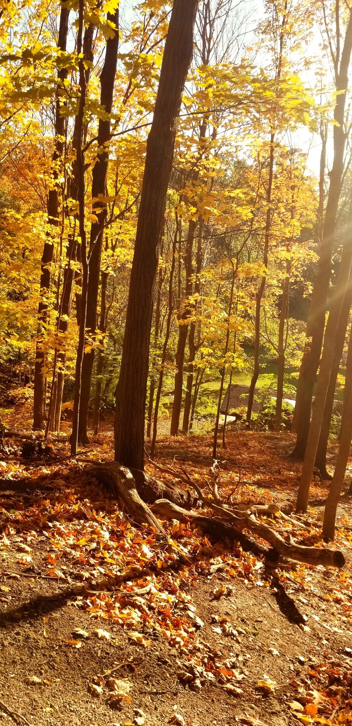 Fall color# Canada