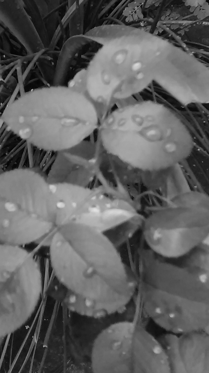 Raindrops