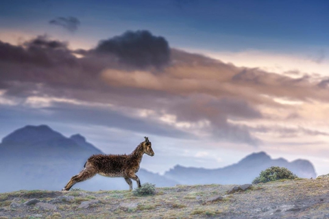 mountain