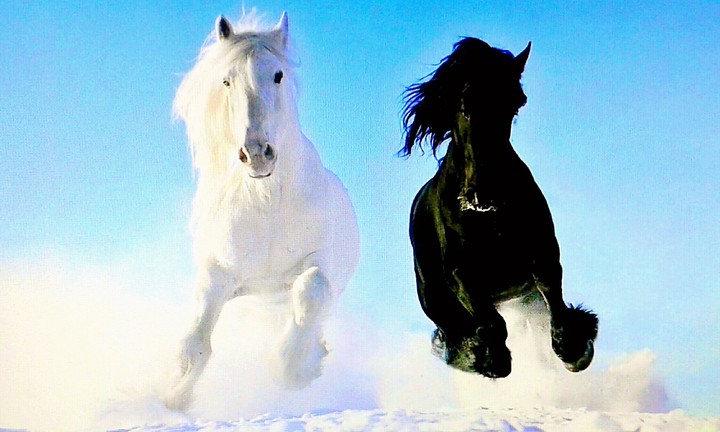Caballos black and white