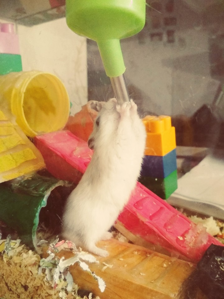 hamster