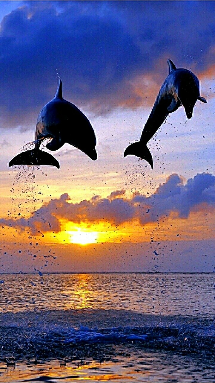 Double Breach Above the Sunset