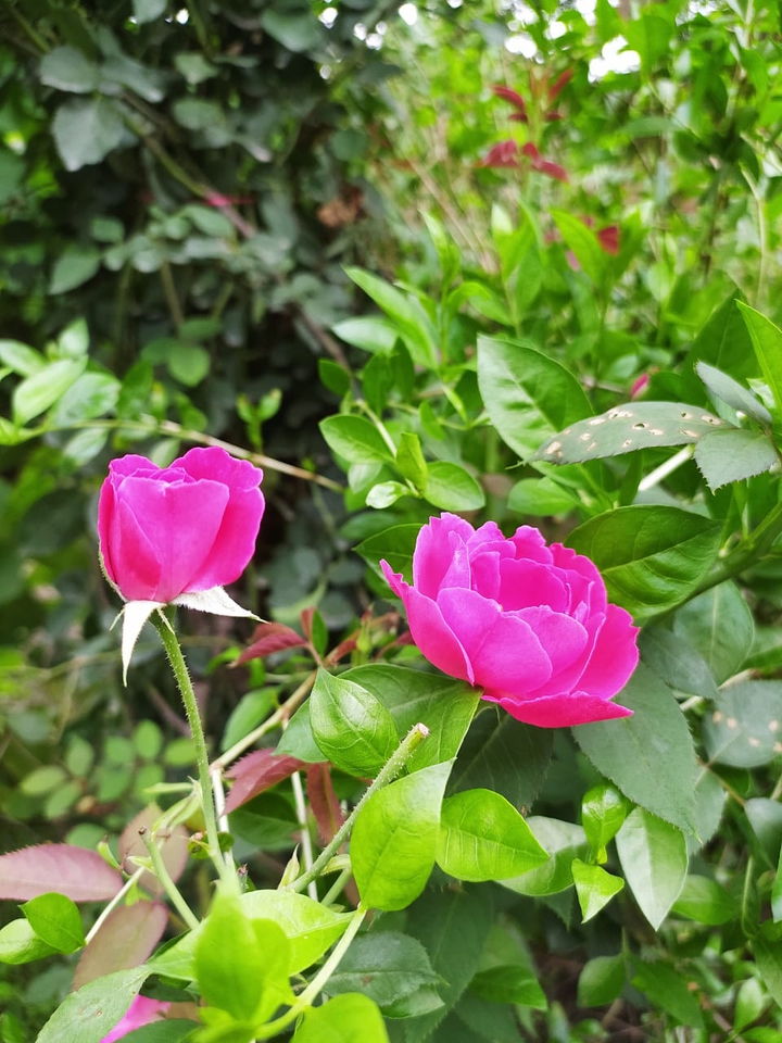 rose
