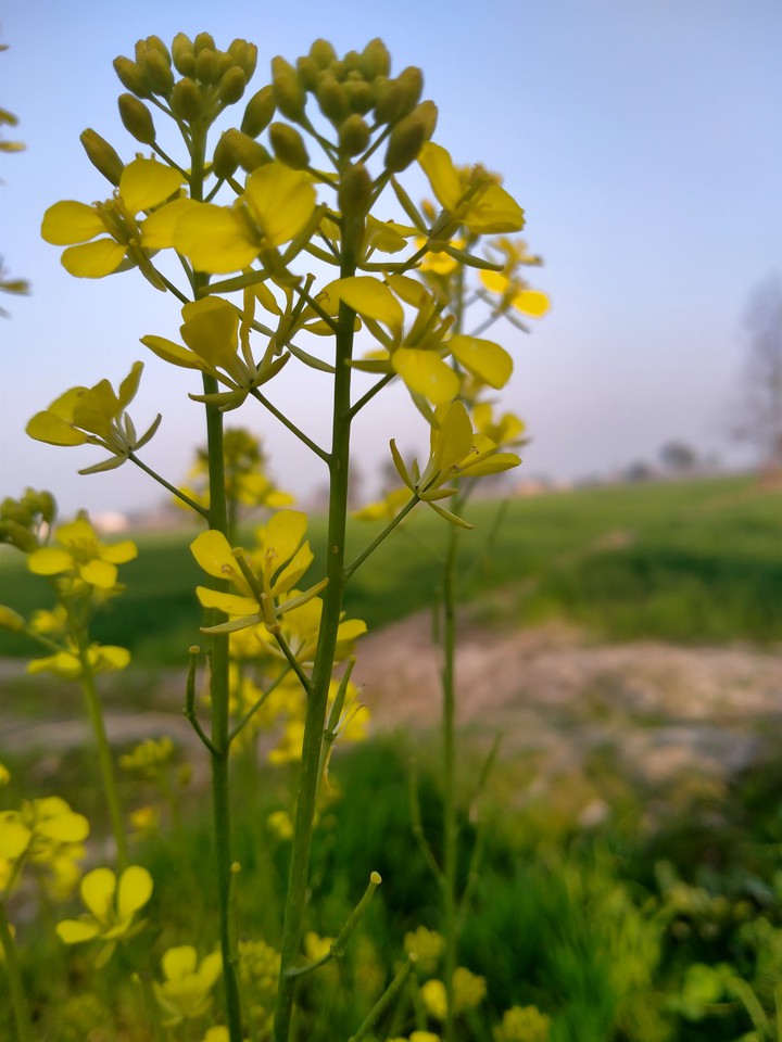 mustard flowers..