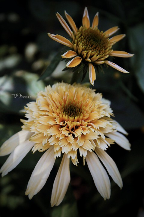 flowers, forb壁紙