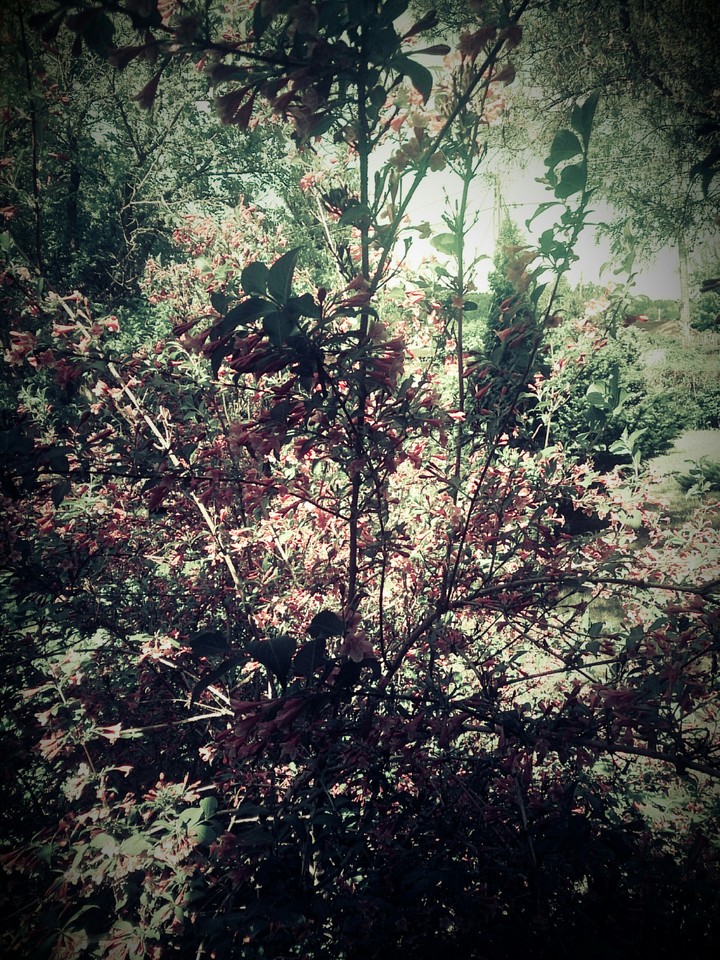 in the garden