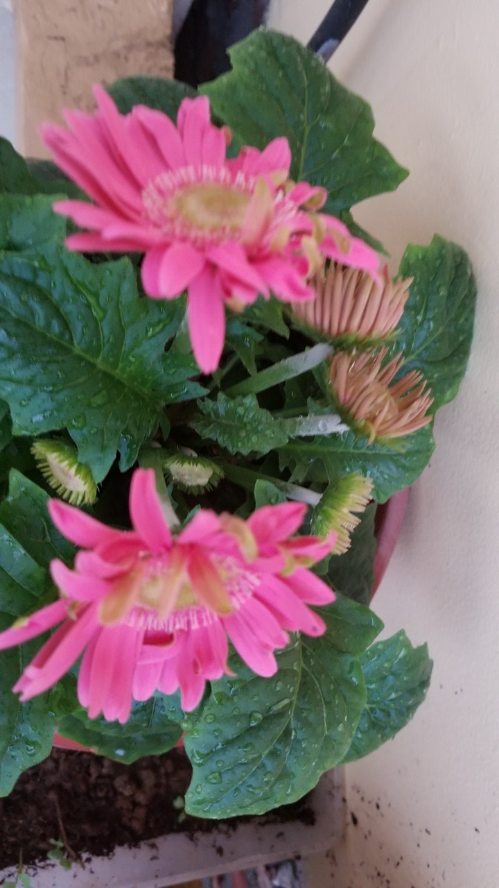 blooming flower