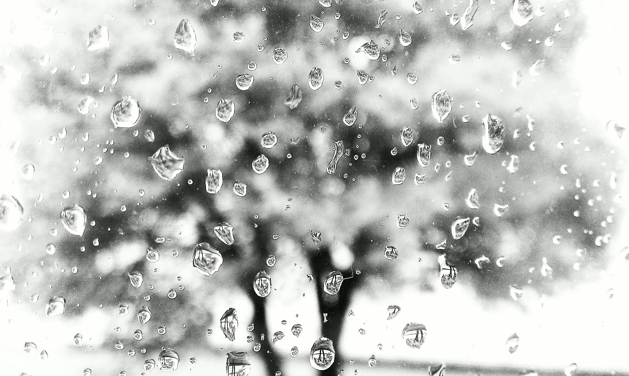Rain Tree