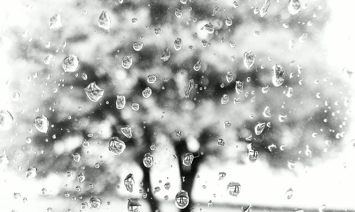 Rain Tree