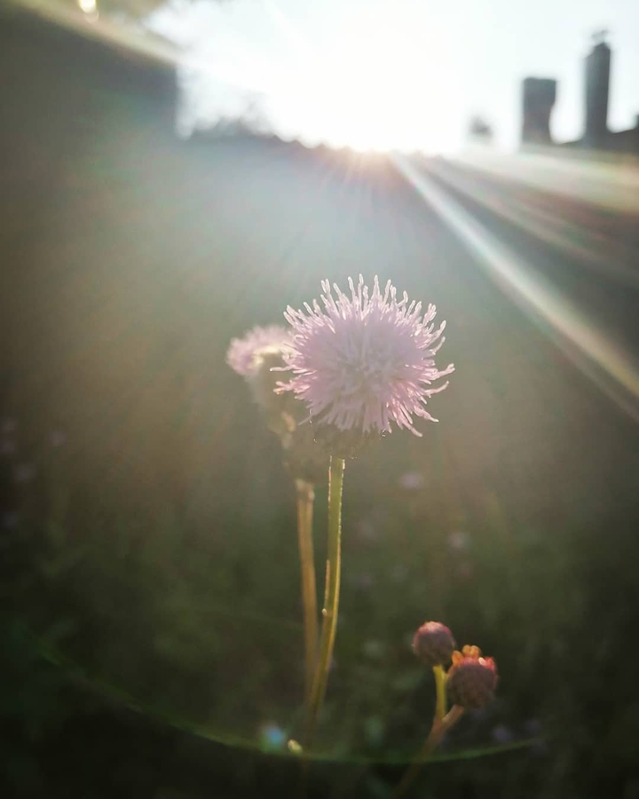 Лучик ☀