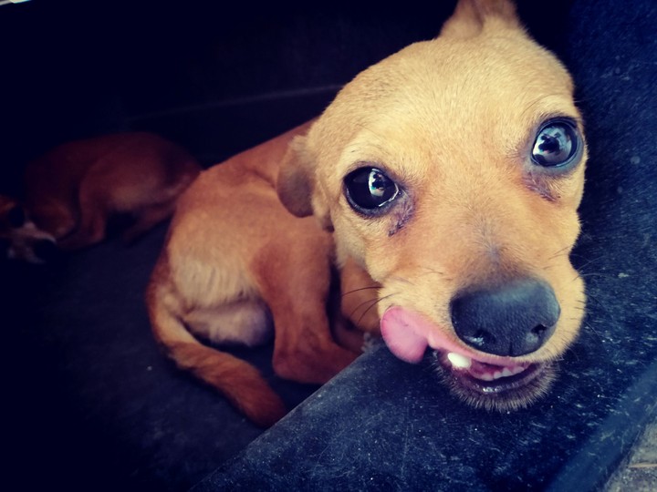 dog