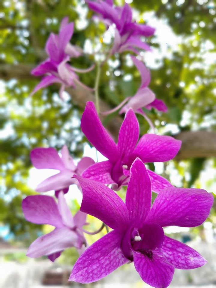 purple orchid
