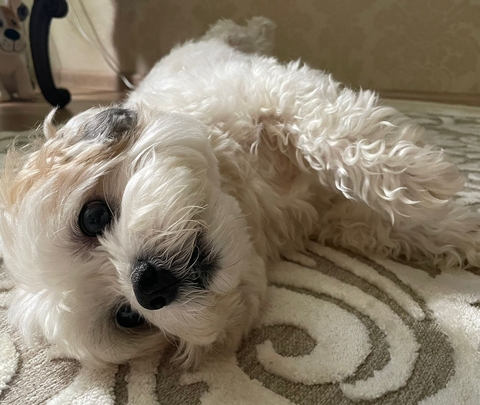 обои terrier, snout