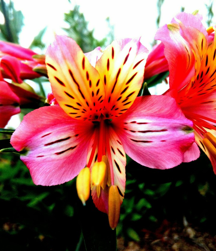 Sunset Flower