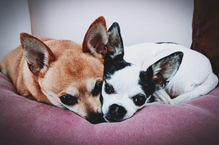My fur babies who came as a loving set.