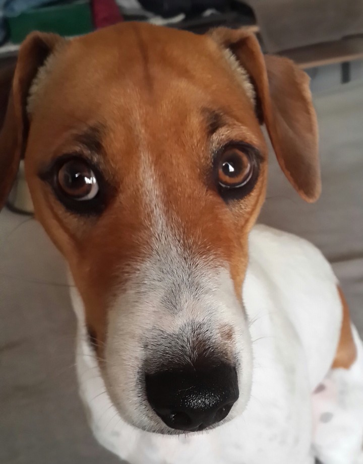 Bonzo