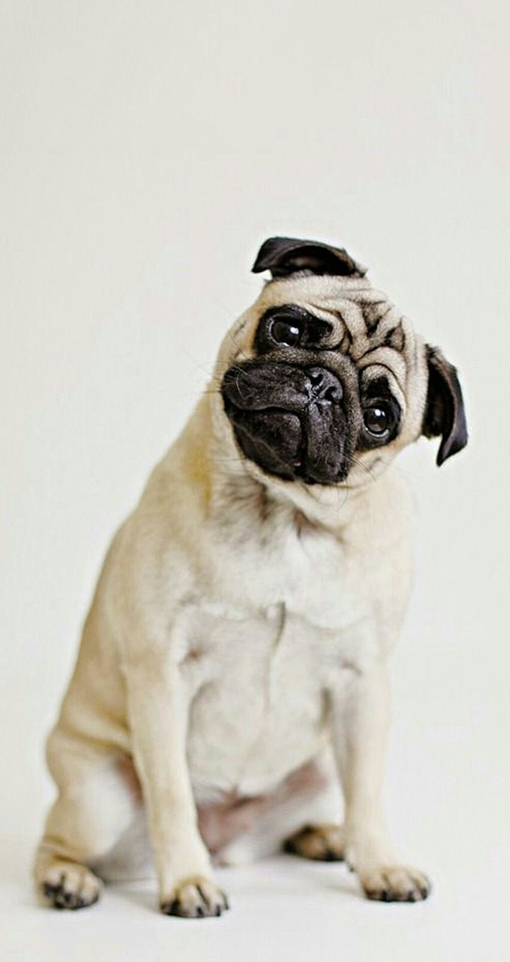 pug