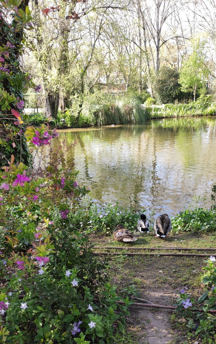 Lago dos cisnes