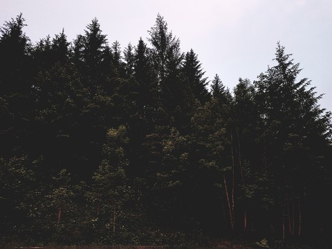 forest.