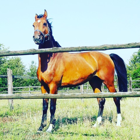 Horse