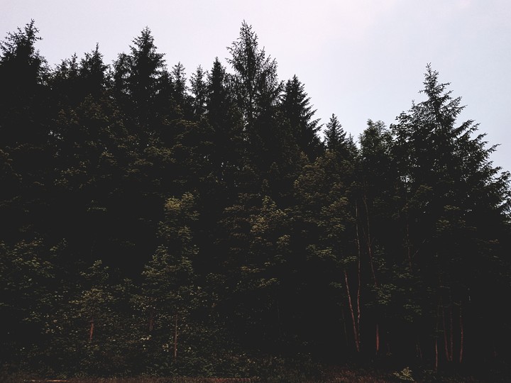 forest.