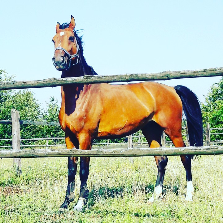 Horse