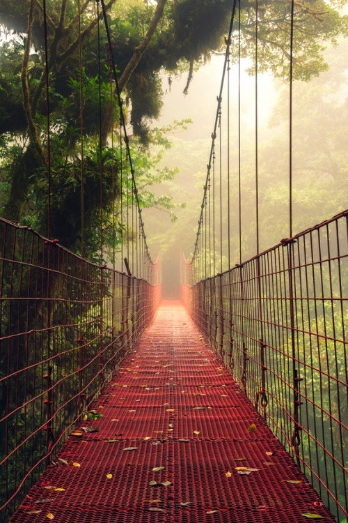 Bridge Jungle