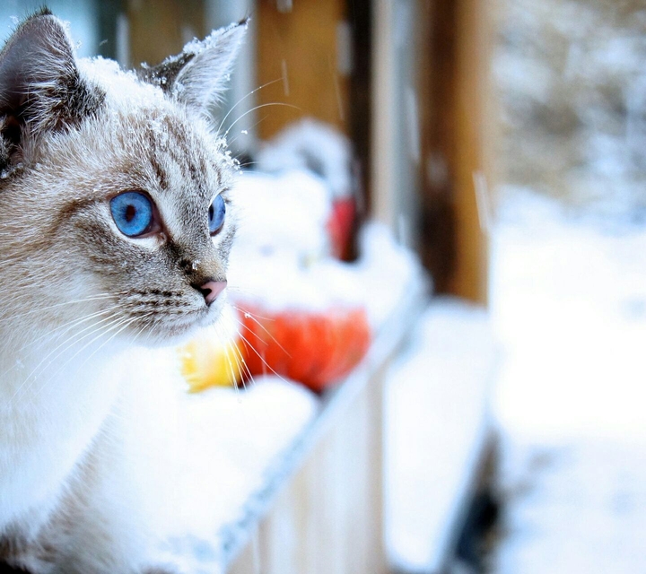 cute cat