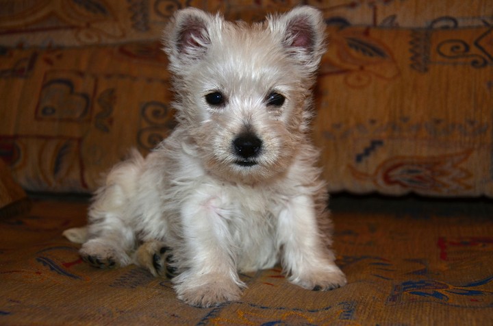 puppy Dafi
