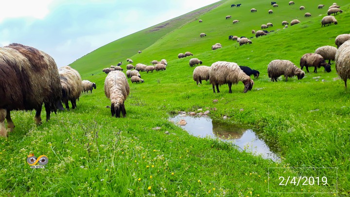 animals sheep