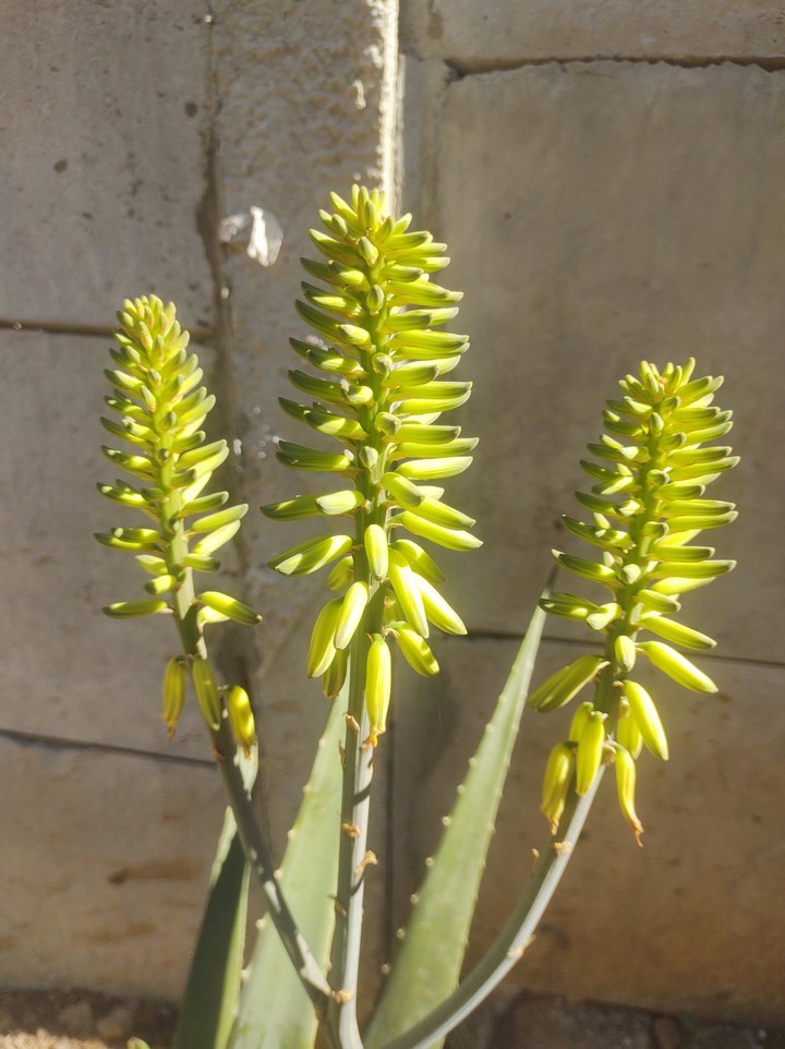 plantas