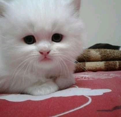 cati