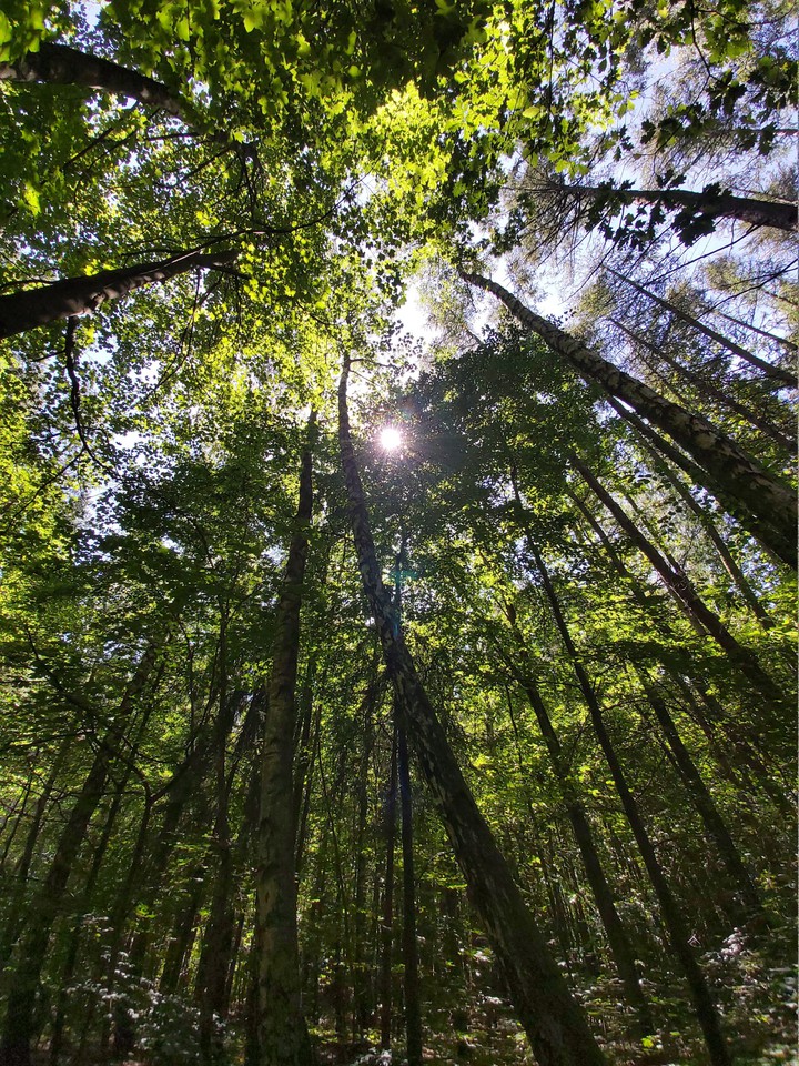 forest