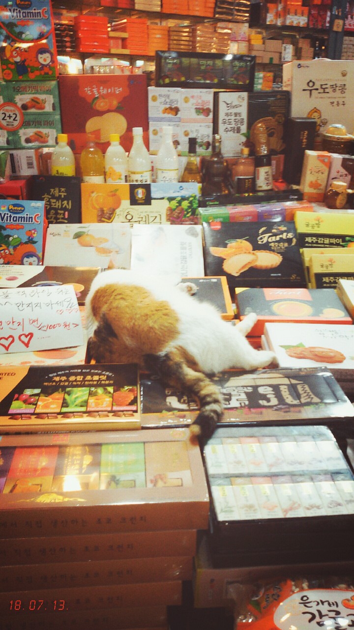 태평 냥