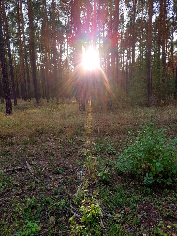 nature