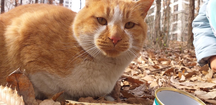 cat