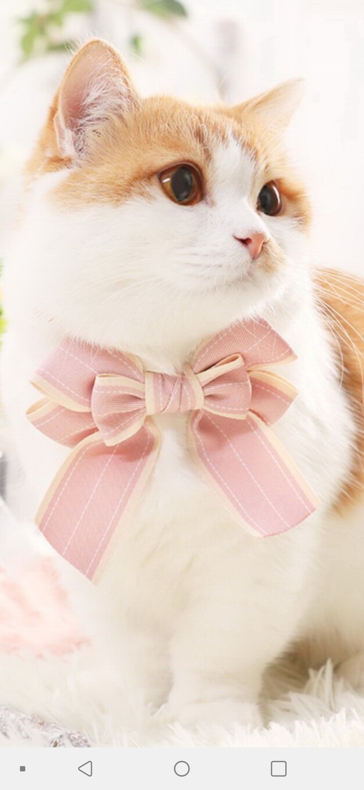 고양이