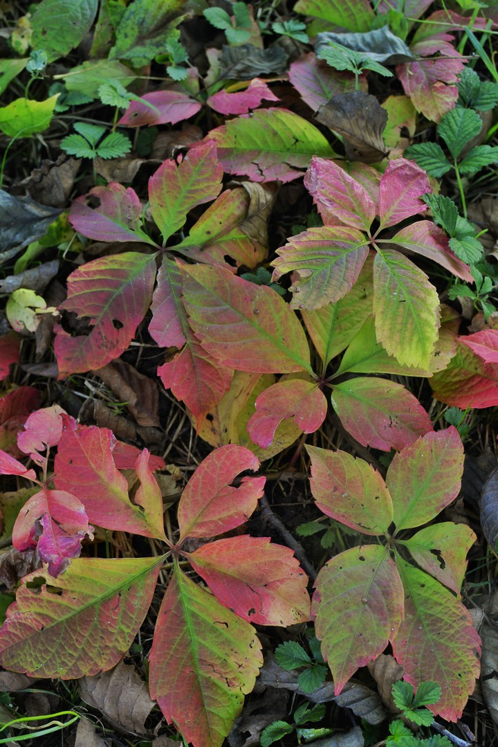 Autumn?