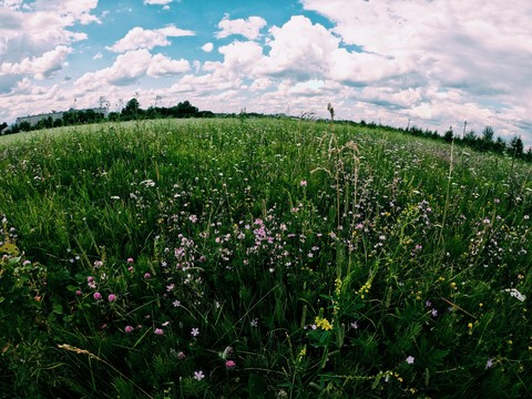 summer field