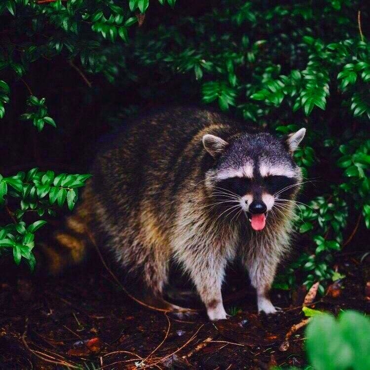 raccoon