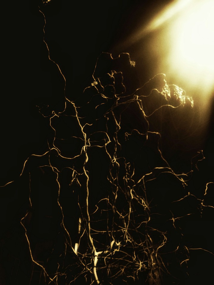 A yellow tree