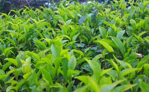 Tea plants........